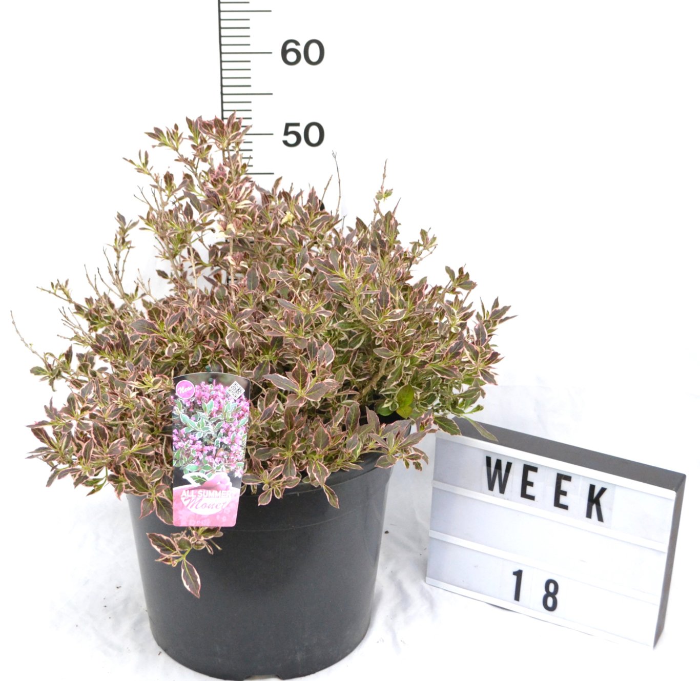 Weigela florida 'All Summer Monet' - C12 60-70 CM